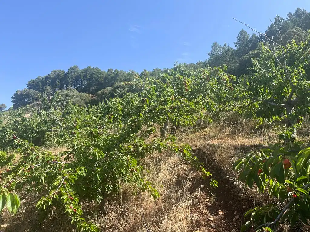Terreno en venta en Vianos