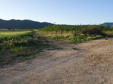 Terreno rustico in vendita a Yecla