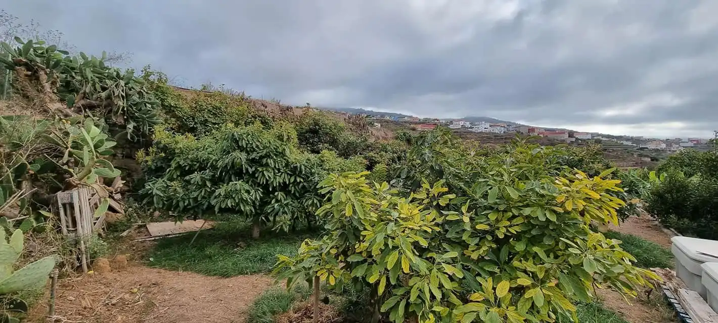 Terreny rústic en venda a San Juan de la Rambla, imagen 18