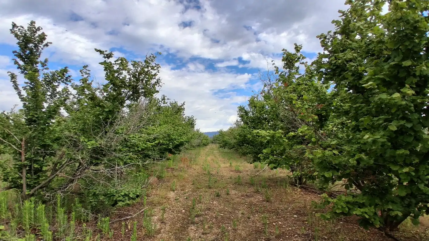Terreno en venta en El Milà