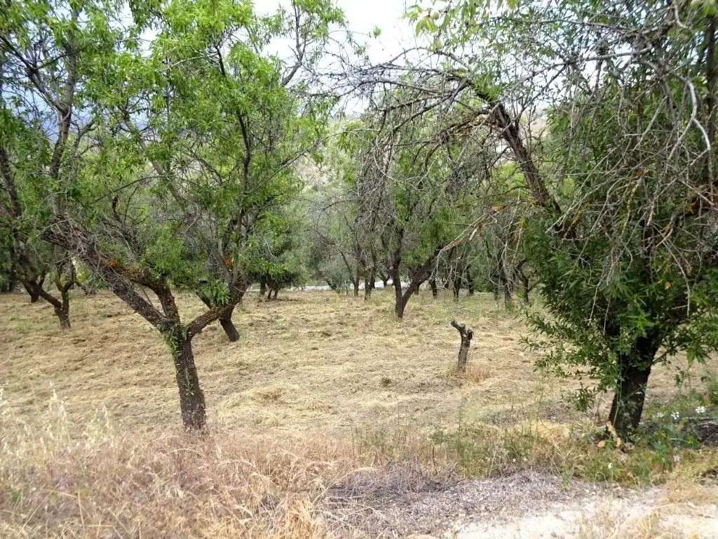 Lands and plots for sale in Pinos Genil, imagen 8