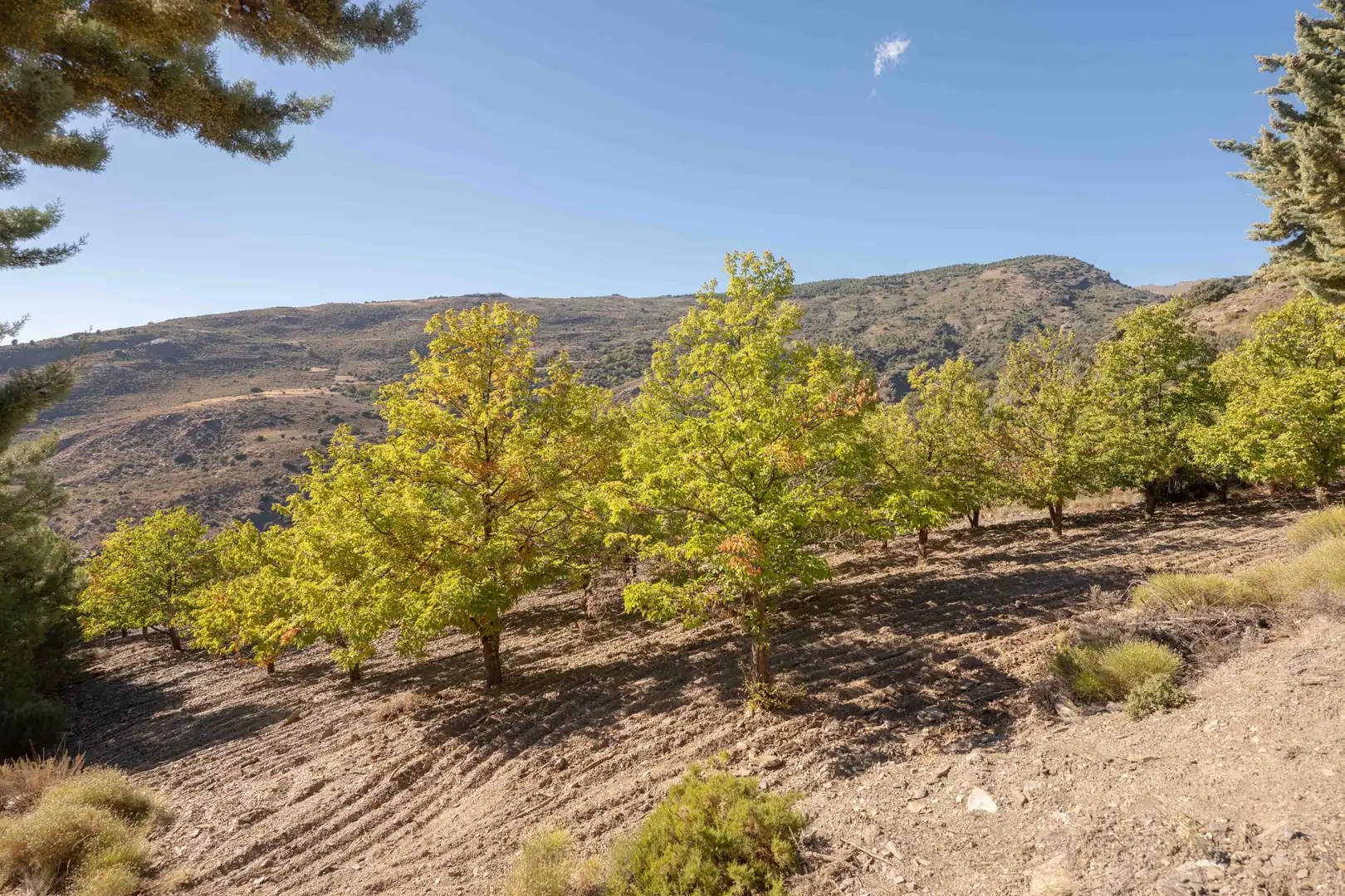 Finca rústica en venda en Válor amb Jardí privat i Terrassa