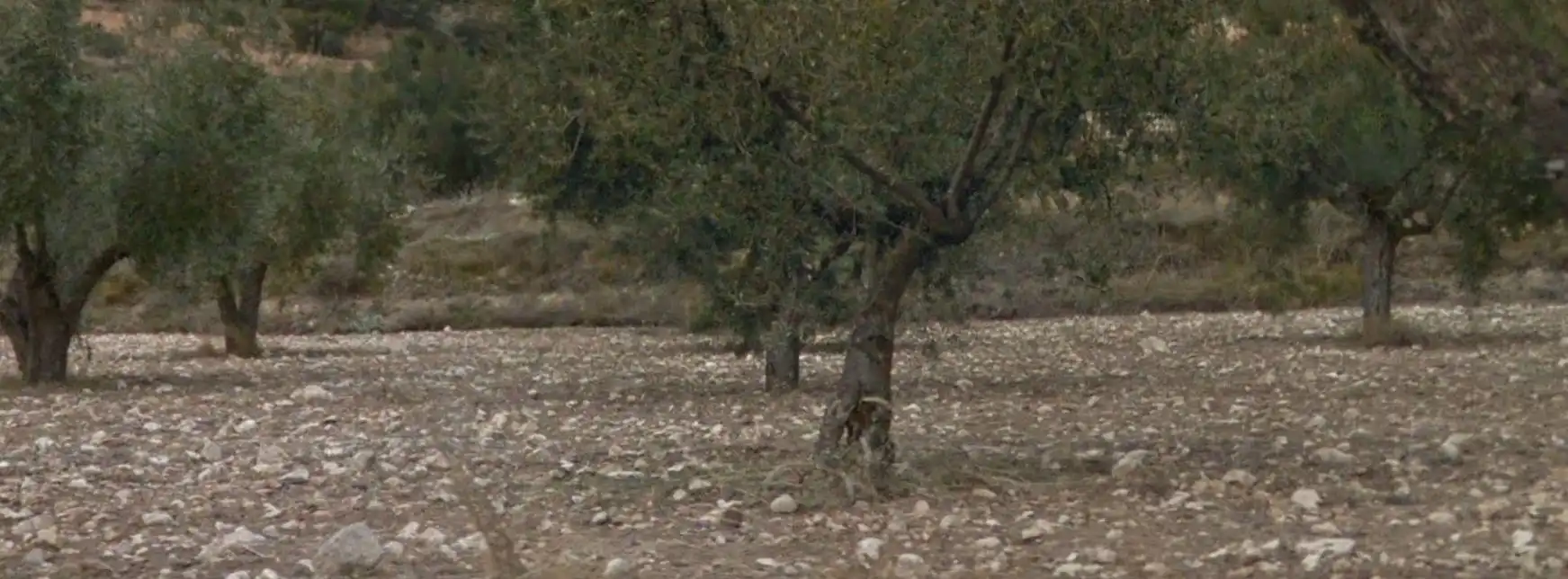 Terreno rústico en venta en Ibi