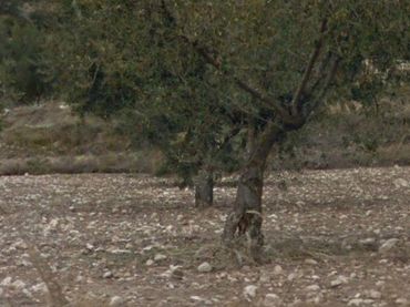 Terreno rustico in vendita a Ibi