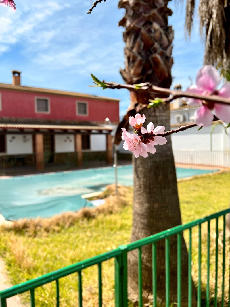 Piscina de Casa o xalet en venda en Lora de Estepa amb Jardí privat, Terrassa i Piscina