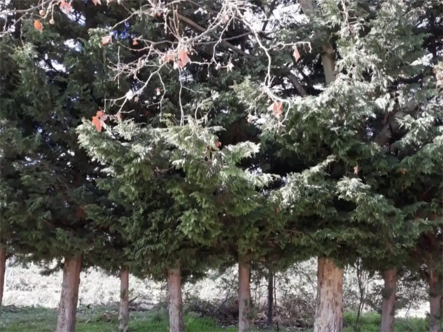 Jardí de Casa adosada en venda en Aguaviva amb Balcó
