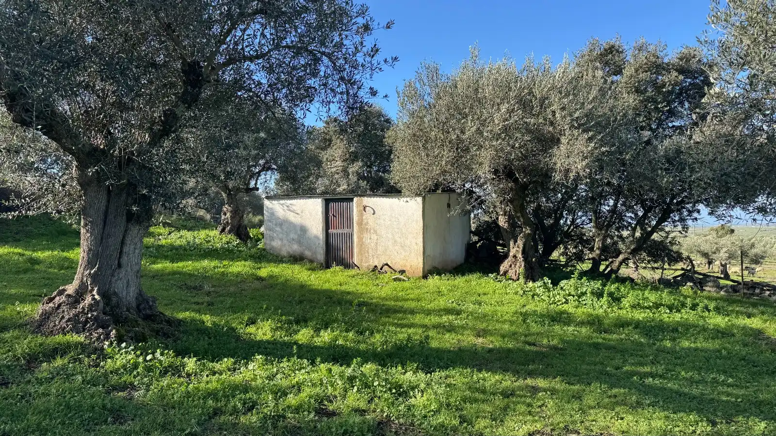 Terreni e lotti in vendita a Valencia de Alcántara