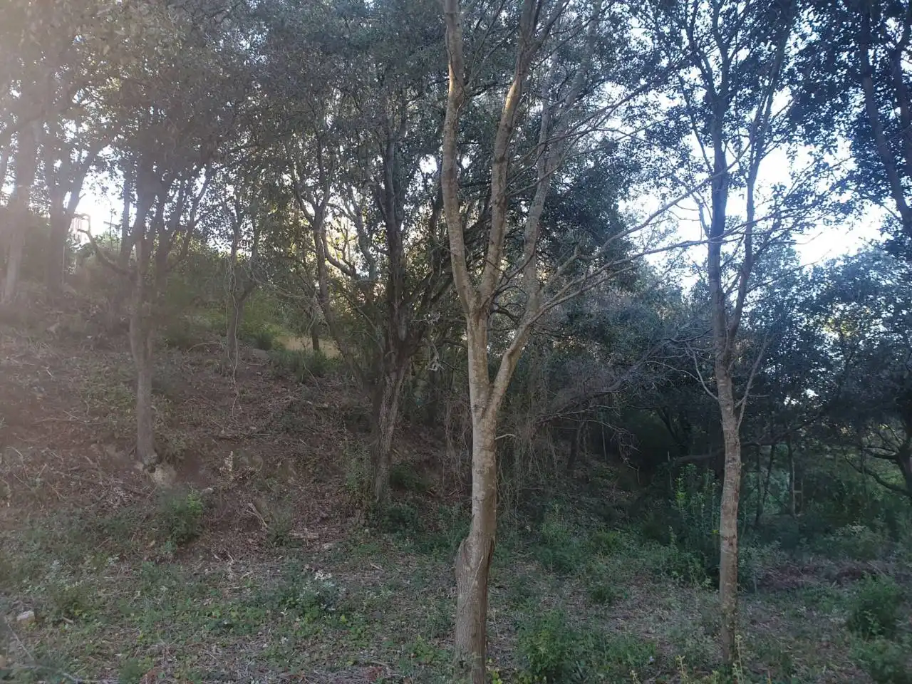 Rural land for sale in Mercuri 5, imagen 6