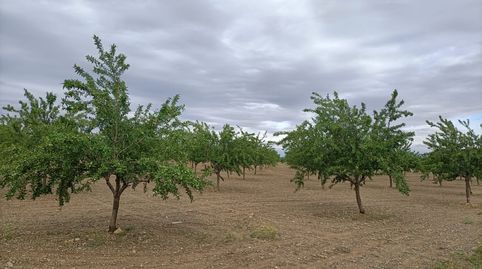 oferta de almendros , immagine 2