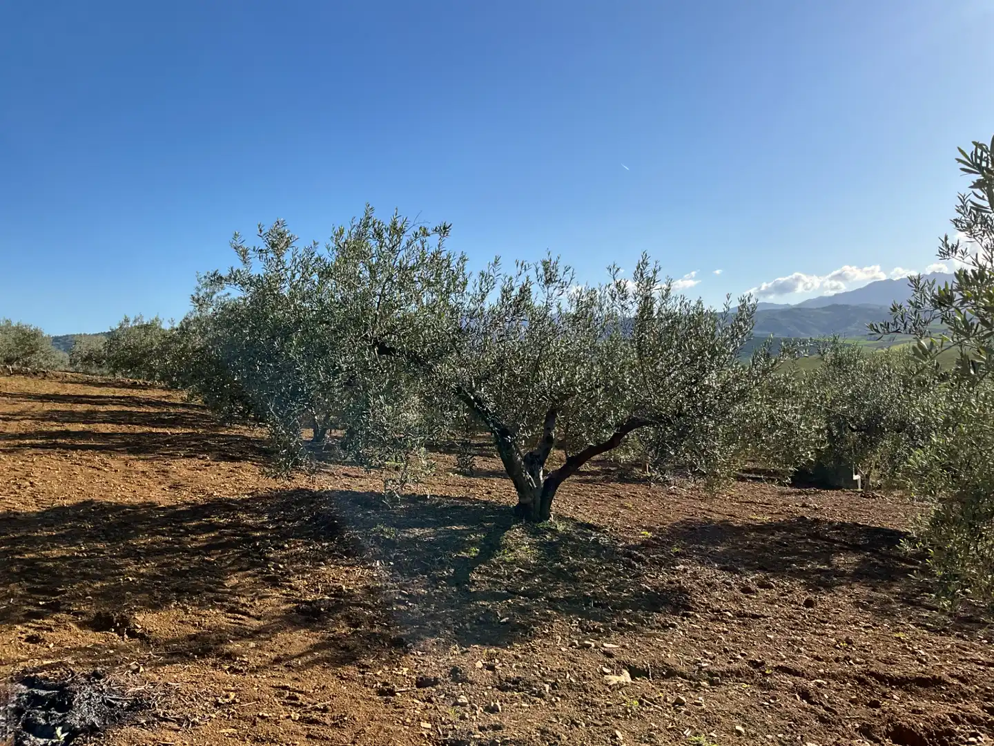 Terreno en venta en Alozaina
