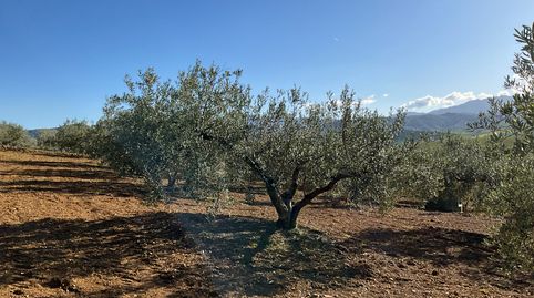 Terreno con olivos de secano, imagen 5