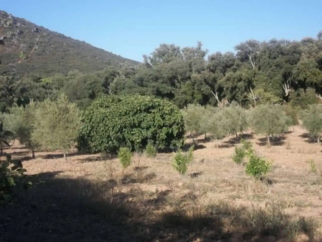 Terreno en venta en Navalvillar de Pela