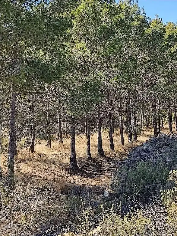 Finca rústica en venta en Zucaina