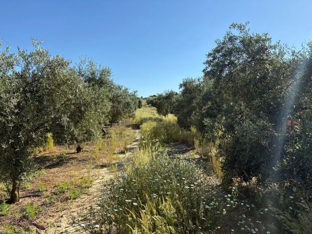 Terreni e lotti in vendita a Bollullos Par del Condado