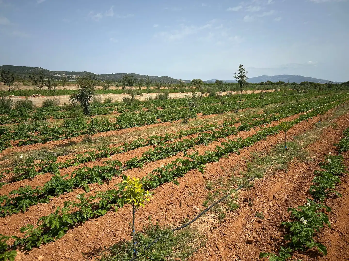Rural land for sale in Torreblanca, imagen 9