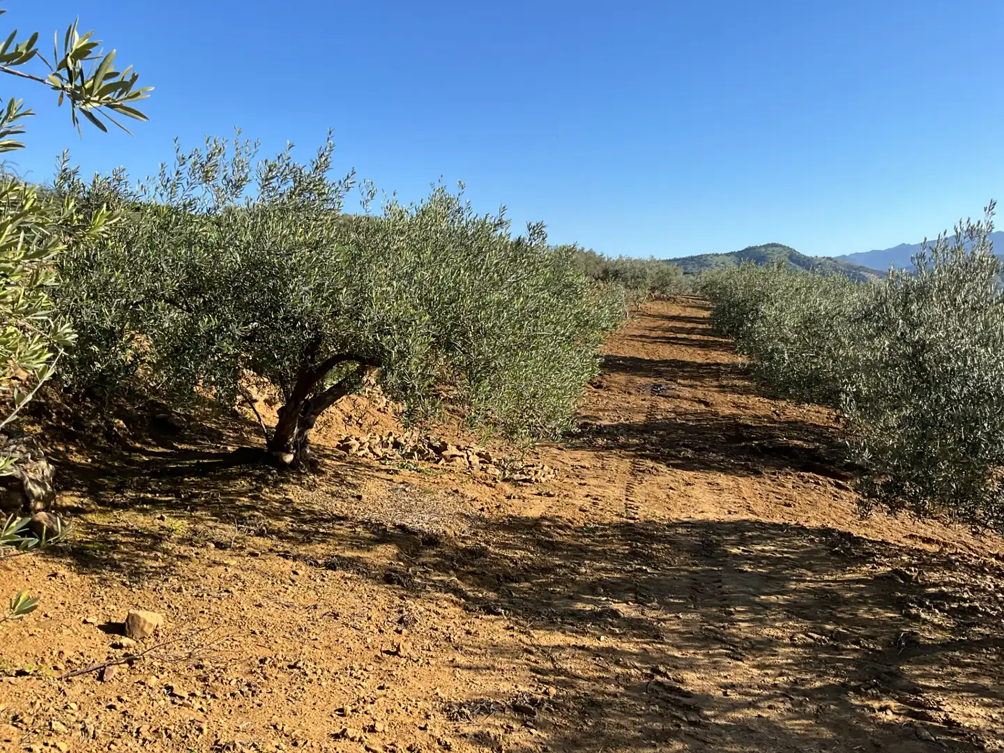 Terreno en venta en Alozaina