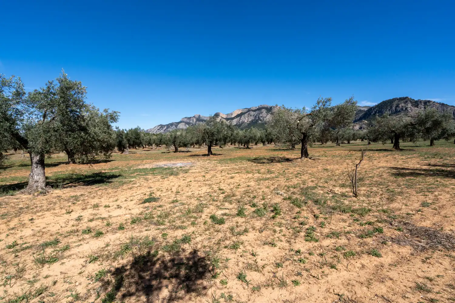 Rural land for sale in Raval dels Àngels 18, imagen 20
