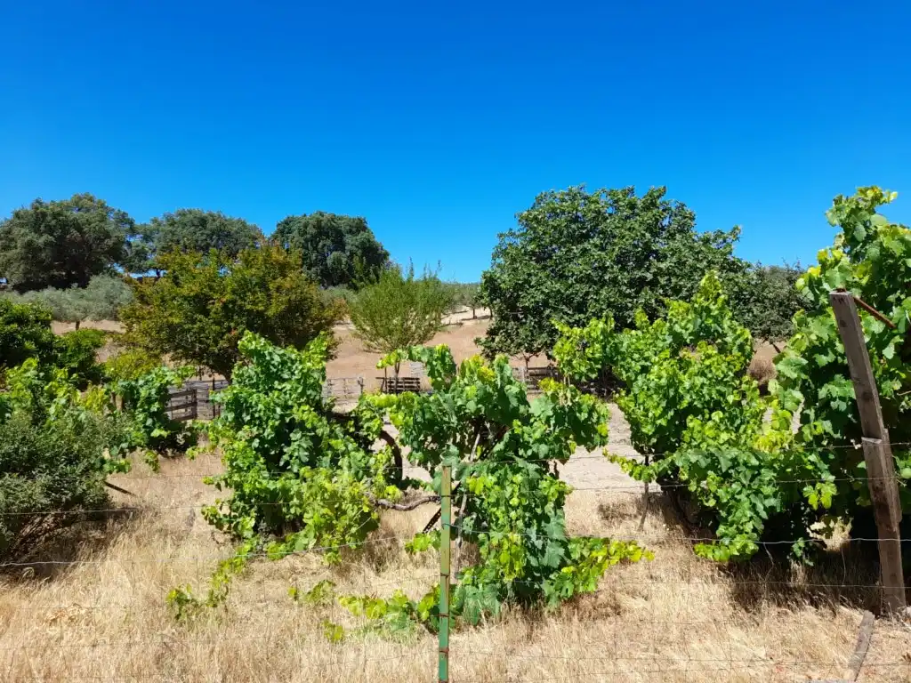 Casa o xalet en venda en San Vicente de Alcántara