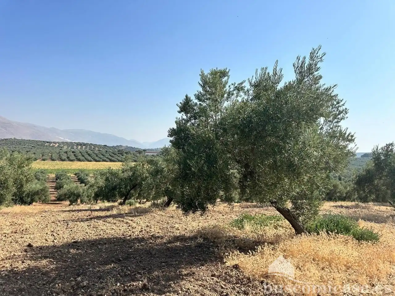 Terrain rustique à vendre à finca de olivar, imagen 7