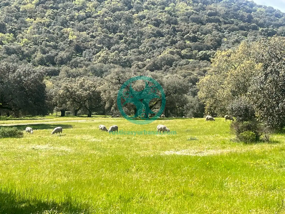 Country house zur Miete in Cáceres mit Schwimmbad, Möbliert und Ofen