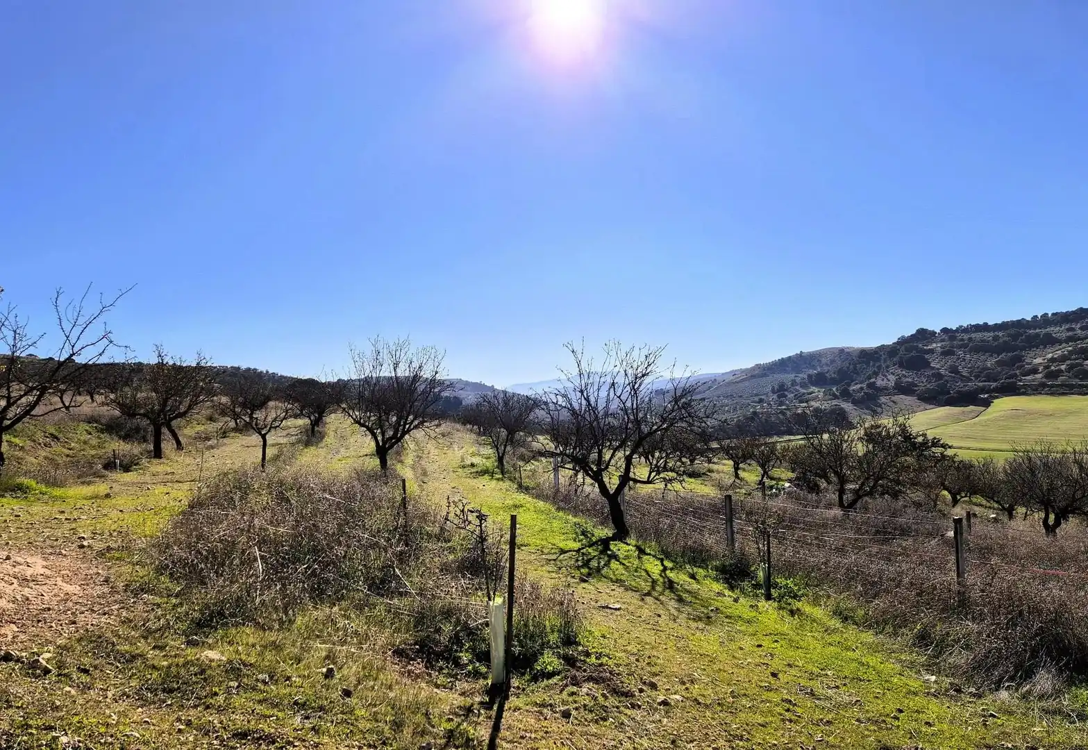Rural land for sale in Alhama de Granada, imagen 19