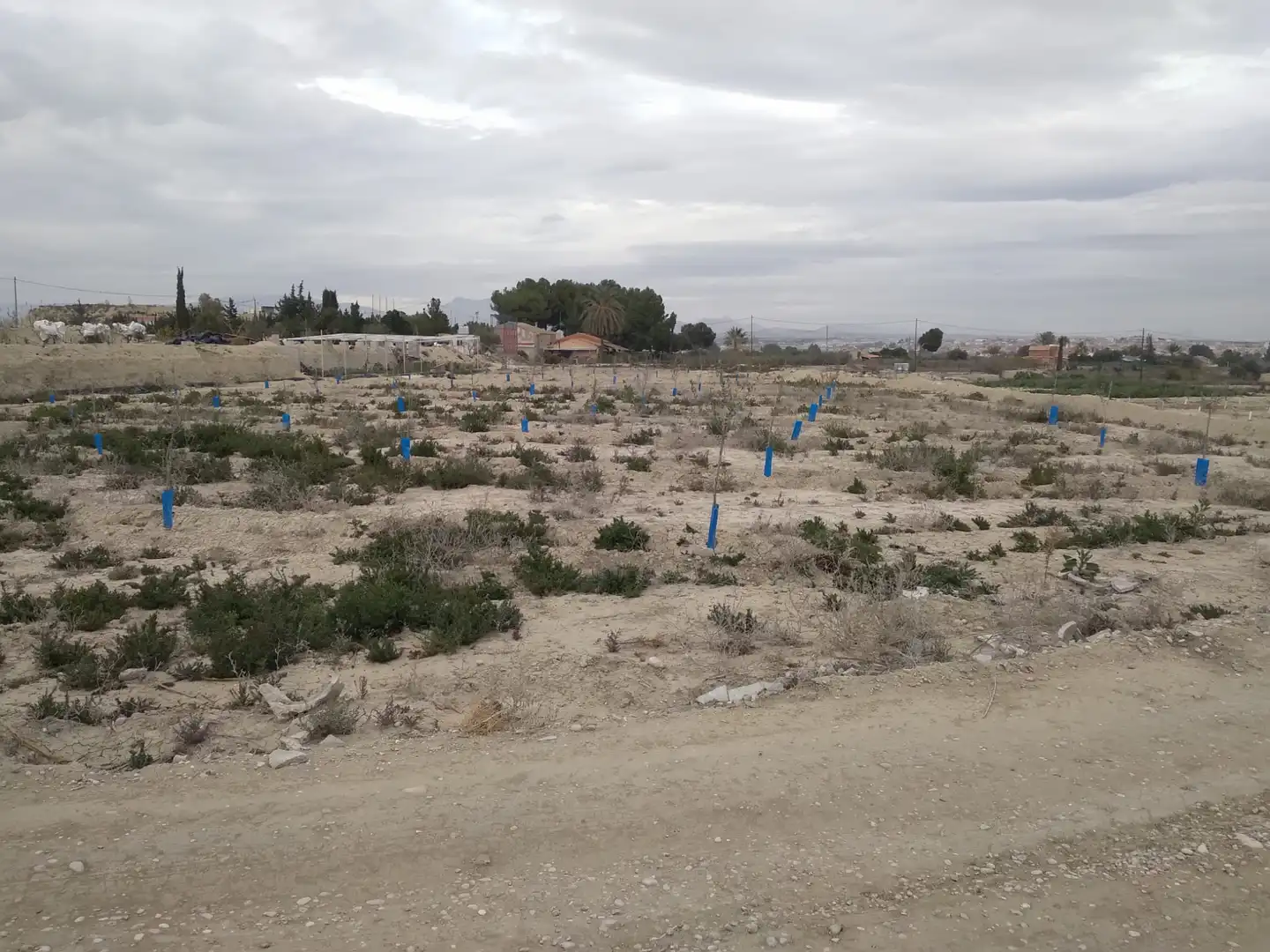 Terreny rústic en venda a Camino de la Almazara 226, imagen 7