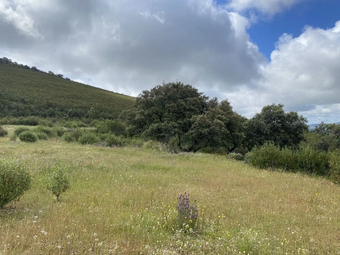 Terreno en venta en Deleitosa