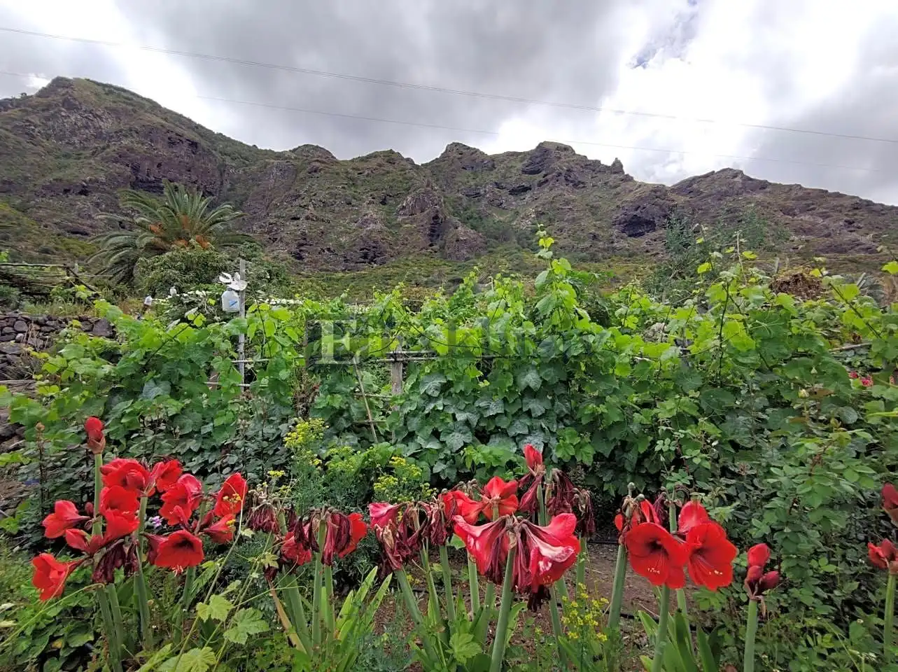 Country homes for sale in Buenavista del Norte