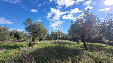 FINCA RUSTICA EN VENTA EN TRAIGUERA, immagine 3