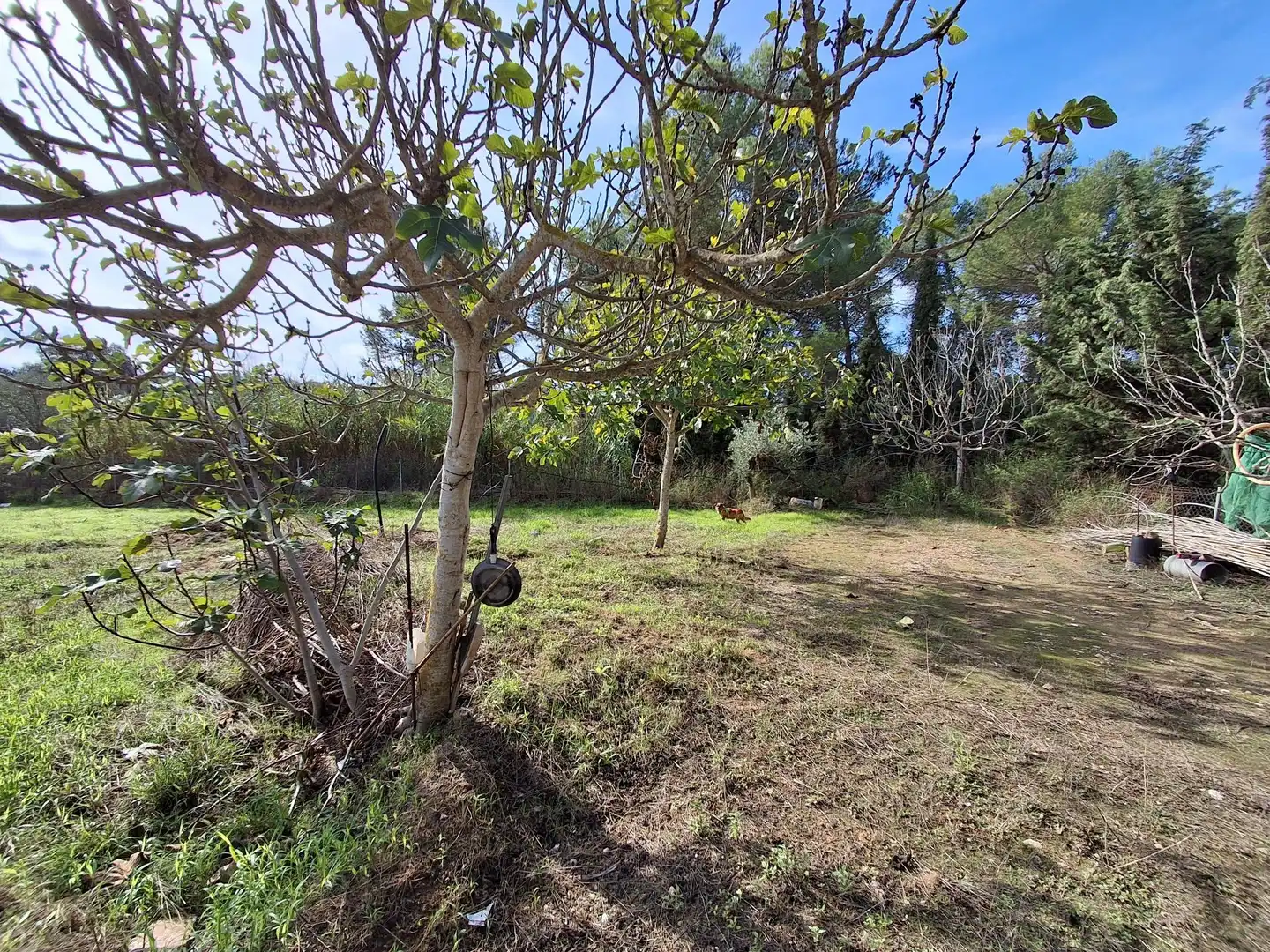 Rural land for sale in Ginestar, imagen 81