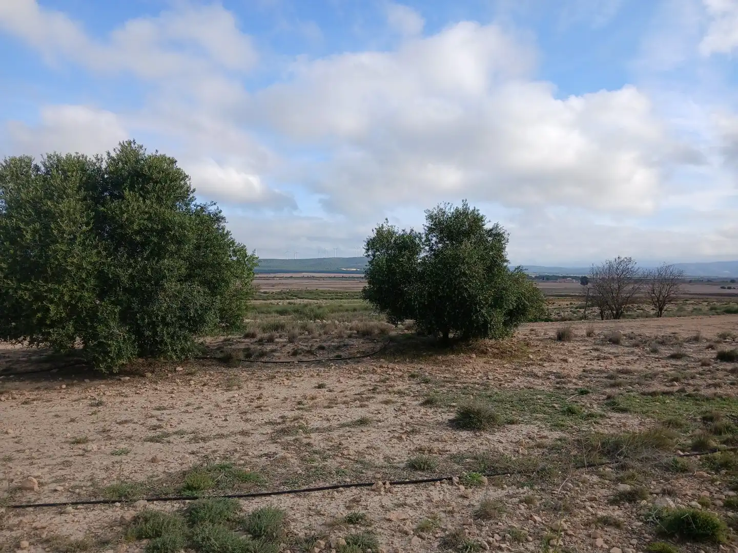 Residential land for sale in Yecla, imagen 2