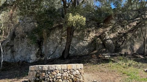 Parcela de terreno rústico situado en el munipio de Selva en plena Serra de Tramuntana., immagine 5