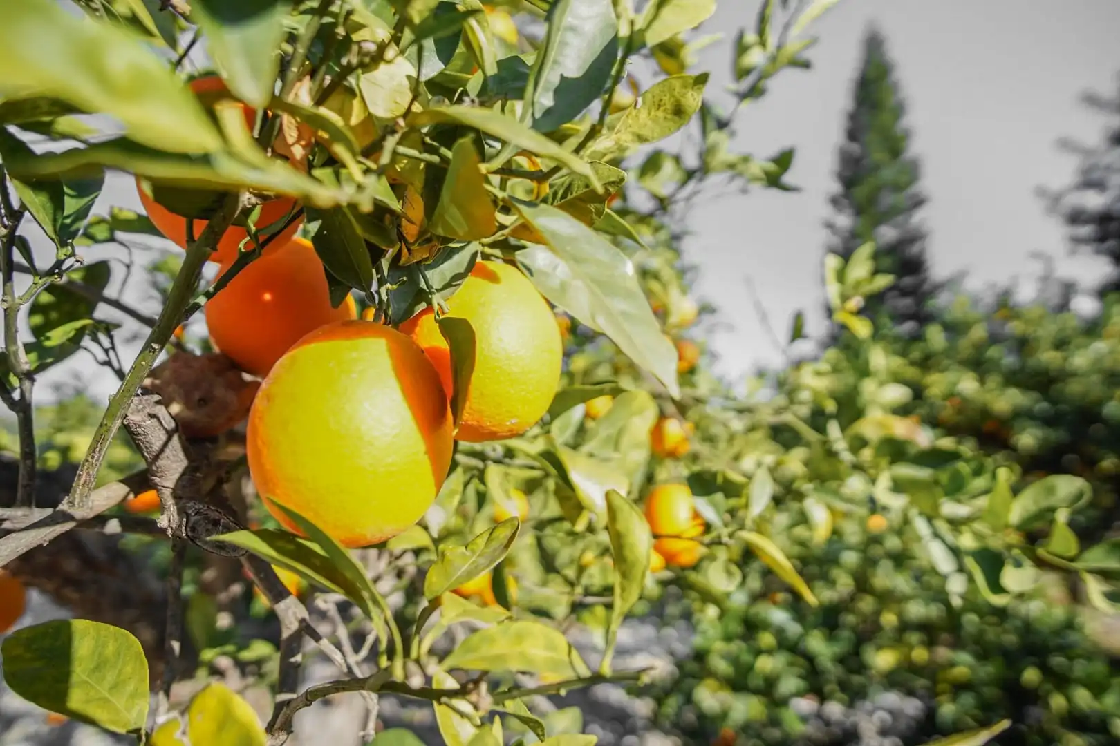Jardí de Casa o xalet en venda en El Verger amb Aire condicionat, Calefacció i Forn