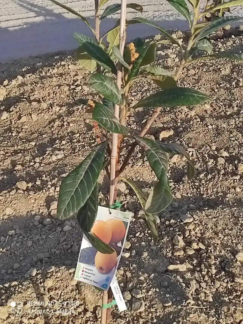 Finca rústica en venda en Benalmádena