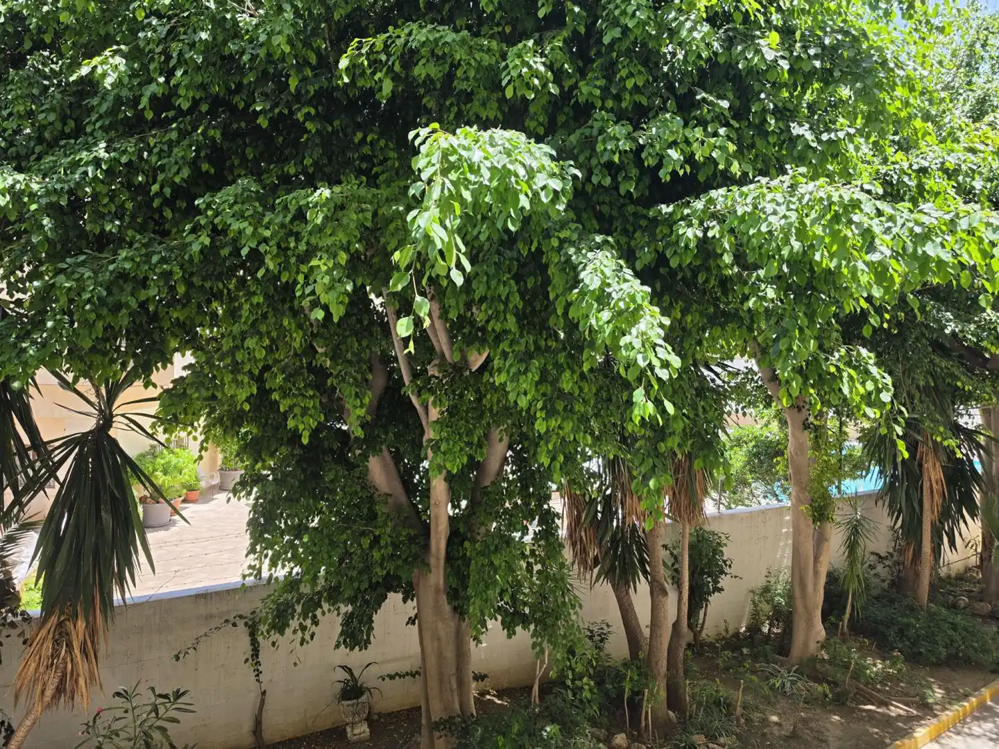 Jardí de Estudi en venda en Torremolinos amb Aire condicionat