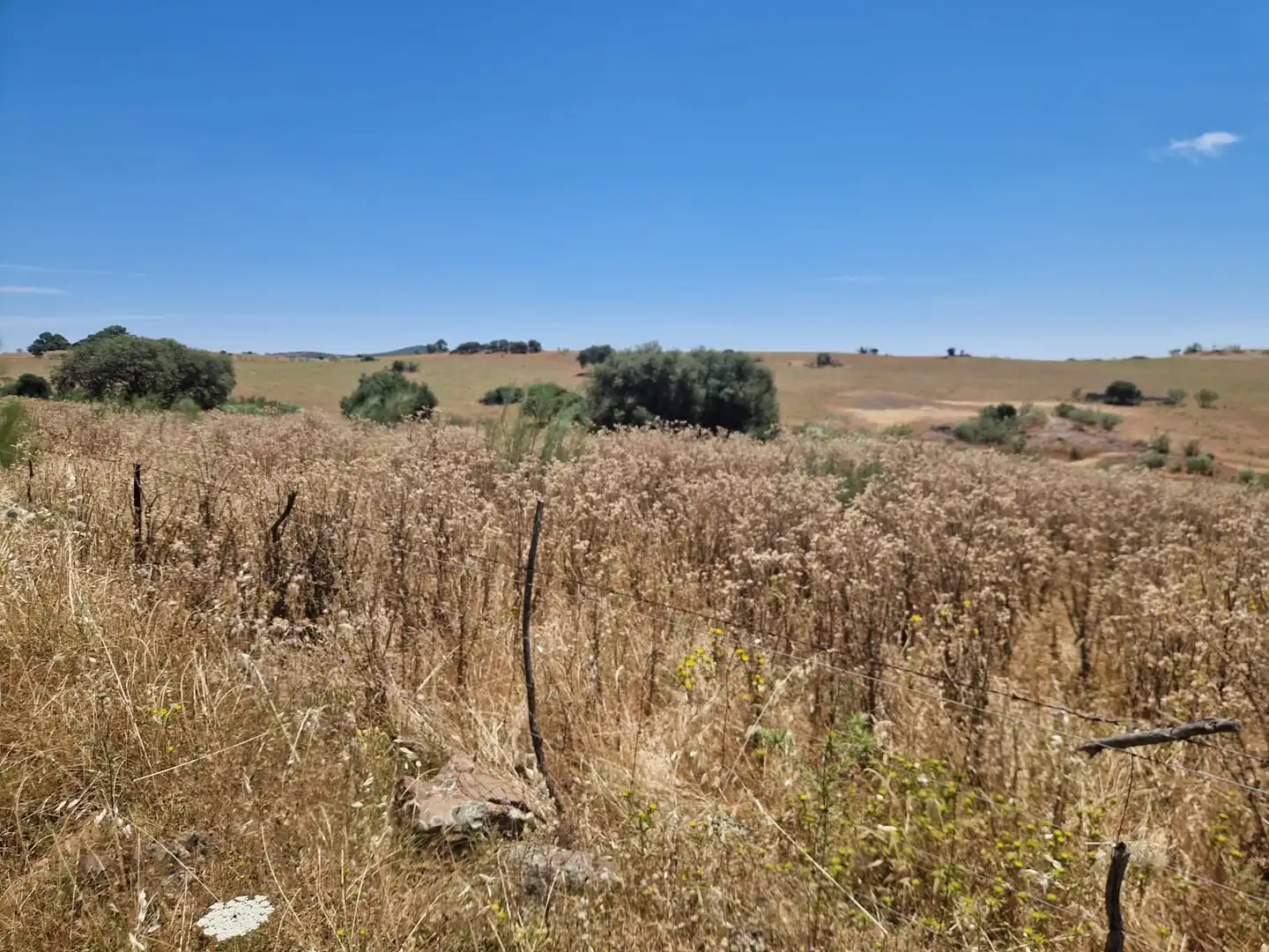 Terreni e lotti in vendita a Oliva de Mérida, imagen 2