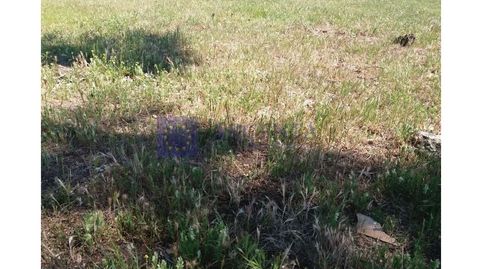 FINCA GANADERA DE UNAS 270 HECTÁREAS EN LA ZONA DE ALISEDA, imatge 2