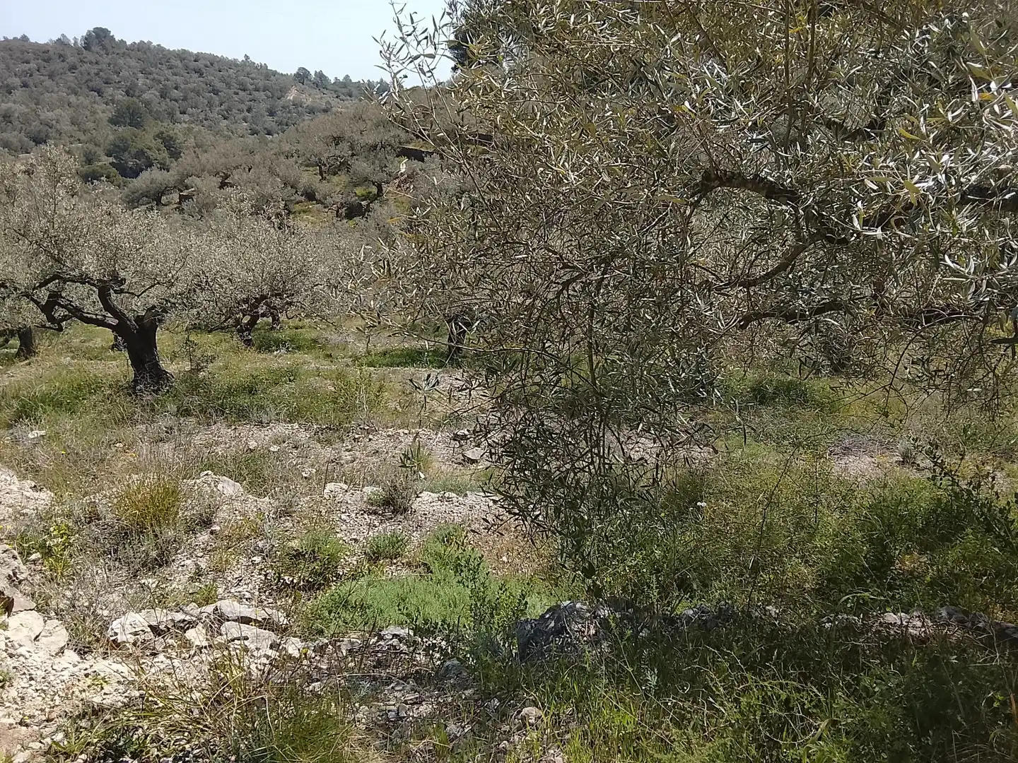 Maison rustique à vendre à Camí de la Finca del Governador, imagen 14