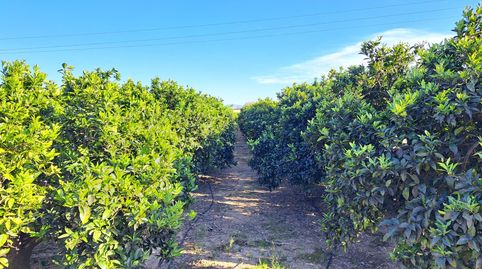 Foto 3 de Terreno en venta en Urbanitzacions i Pedanies Nord, Alzira
