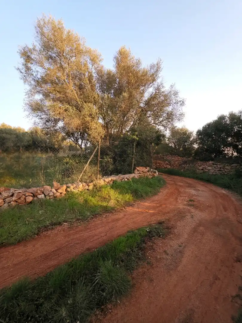Rural land for sale in Felanitx Poble, imagen 2