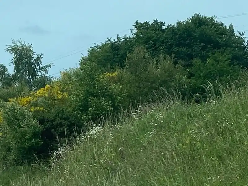 Terreni e lotti in vendita a ORQUÍDEA, POLÍGONO 20, imagen 7