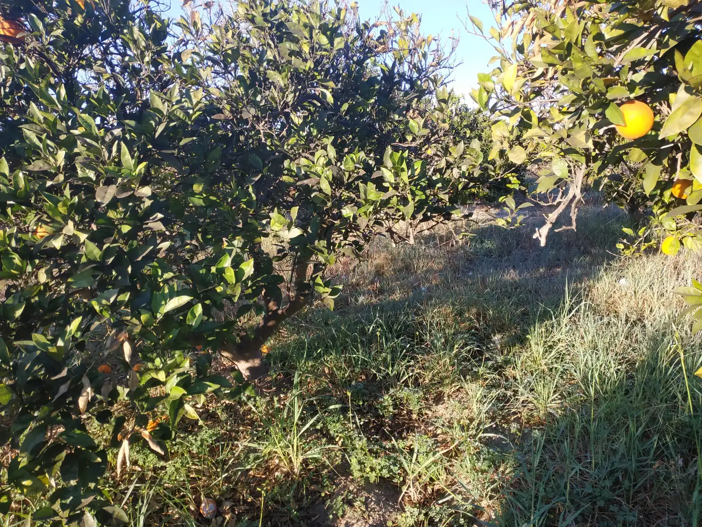 Land for sale in Polígono Número 18, 4, Albalat de la Ribera