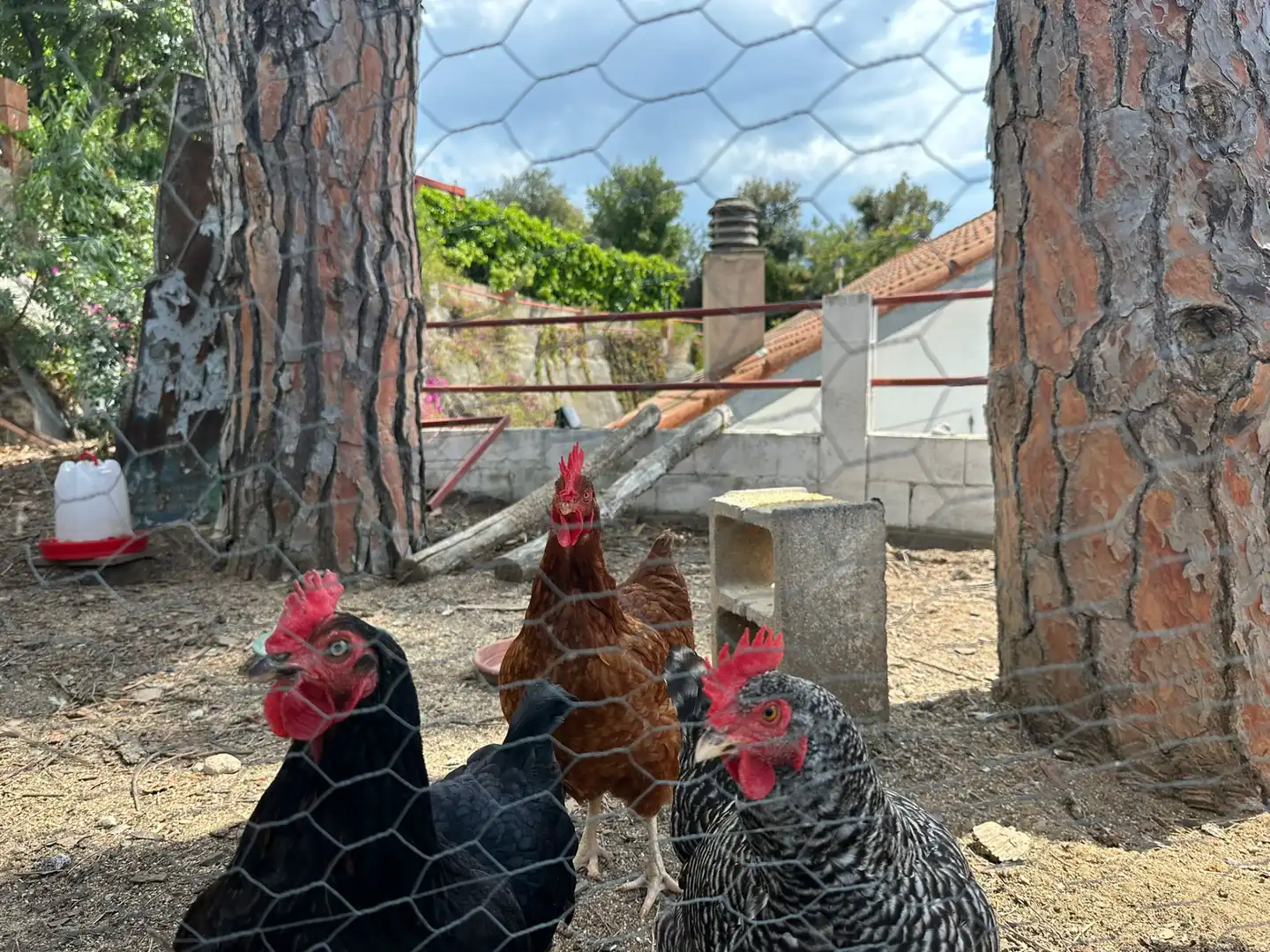 Jardí de Casa o xalet en venda en Arenys de Munt amb Calefacció, Jardí privat i Terrassa