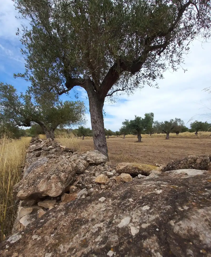 Finca rústica en venta en Tivissa