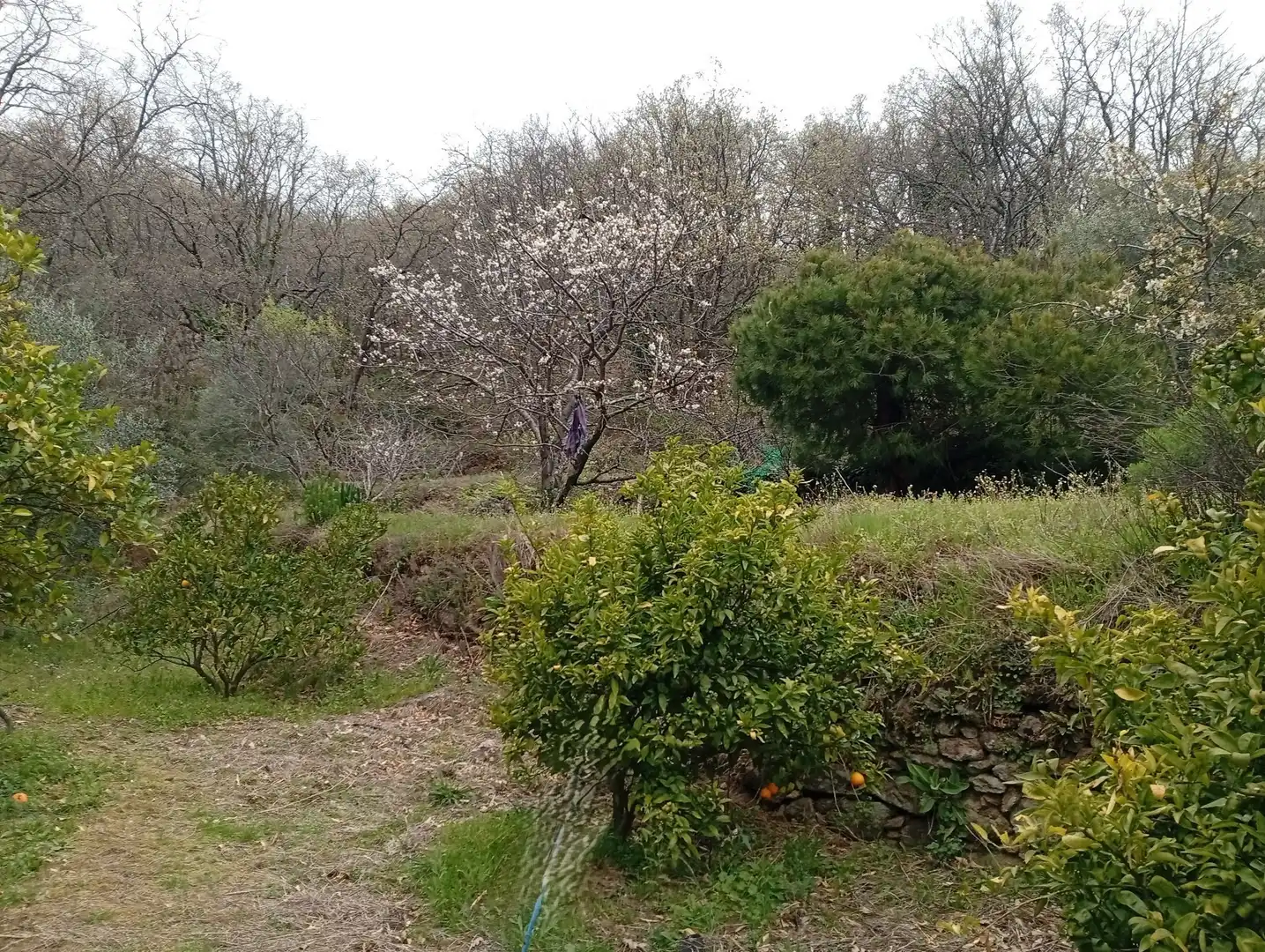 Terreni e lotti in vendita a Valverde de la Vera, imagen 24