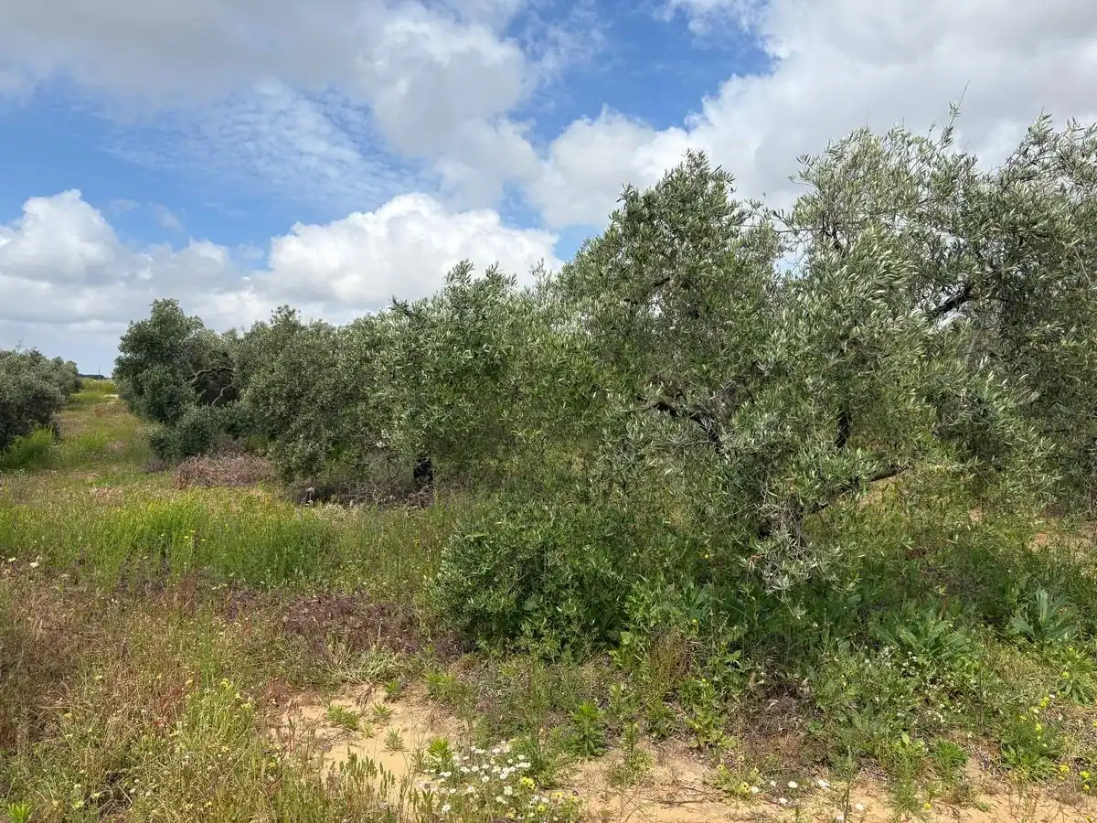 Finca rústica en venta en Bollullos Par del Condado