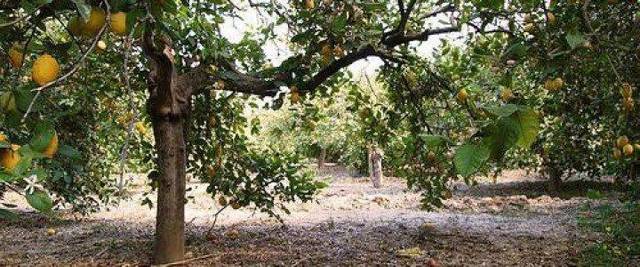 Terreno en Venta en Alzabares