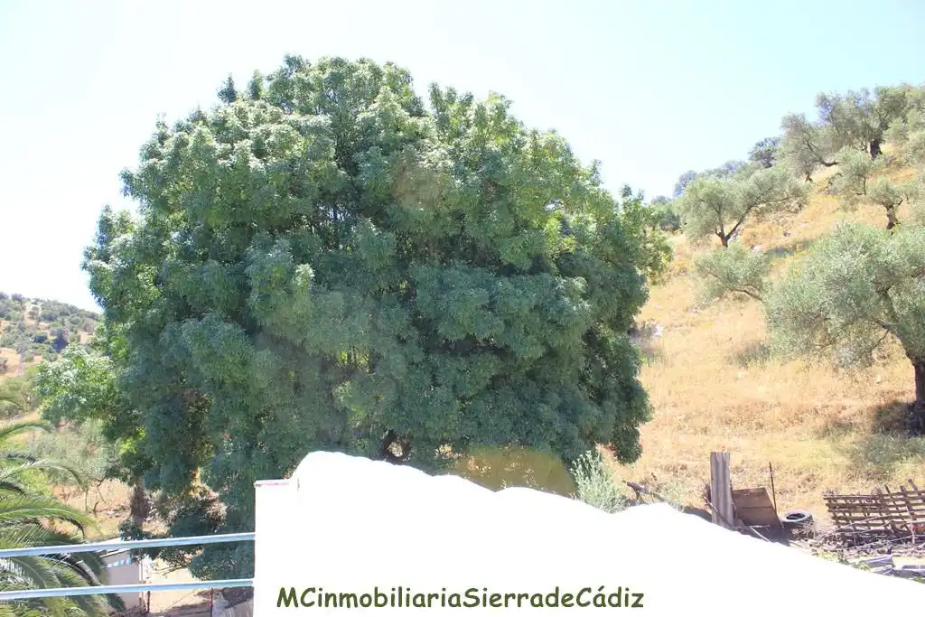 Casa rústica amb piscina en venda a N/A, imagen 36