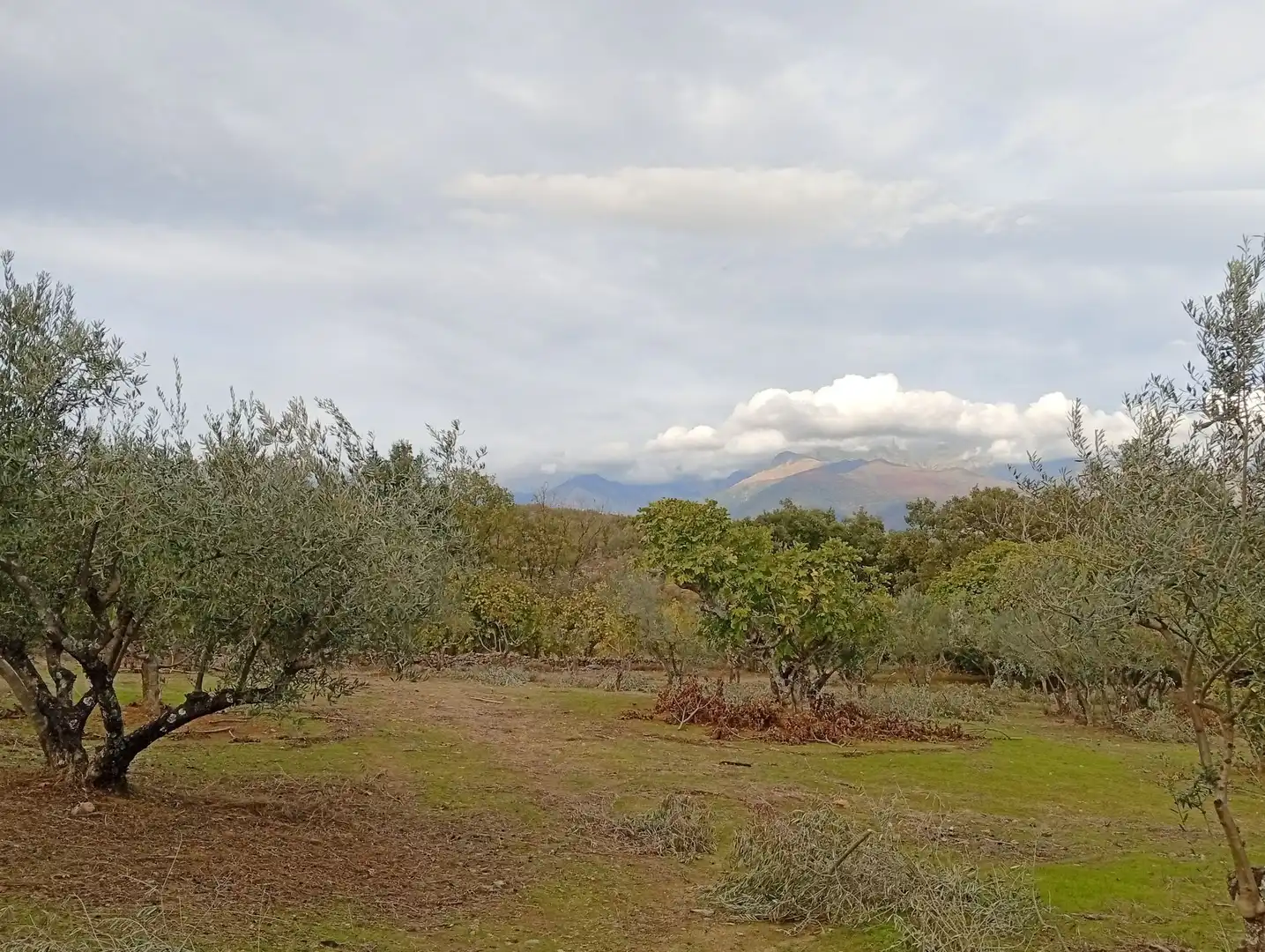 Terreni e lotti in vendita a Villanueva de la Vera, imagen 2