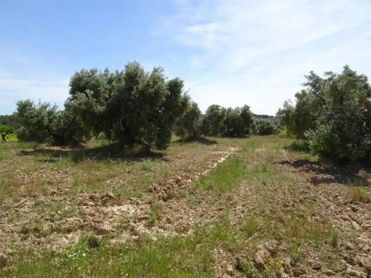 Land for sale in Batea